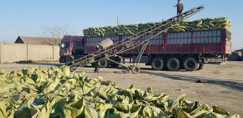 東烏珠穆沁衛生間回填 工程陶粒工藝解析與應用優勢